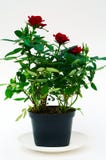 Rose In Flowerpot. Royalty Free Stock Photography