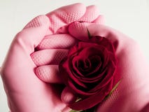 Rose In Gloves Royalty Free Stock Photography