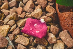 Rose Petal With Water Droplets se reposant sur la roche en place photographie stock Rose Petal With Water Droplets se reposant sur la roche en place photographie stock