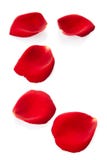 Rose petals Royalty Free Stock Photos Rose petals Royalty Free Stock Photos