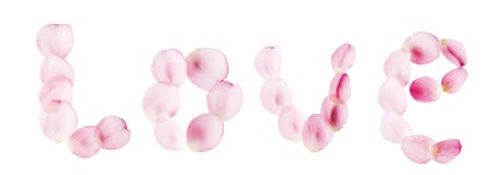 Rose petals royalty free stock photography Rose petals royalty free stock photography