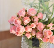 Rose Pink Flower fotografia de stock Rose Pink Flower fotografia de stock