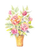 Watercolor Illustration Of Rose Stock Illustration - Image: 32616055