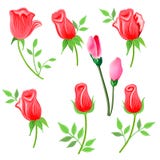 Rose & ramoscello con le foglie messe royalty illustrazione gratis Rose & ramoscello con le foglie messe royalty illustrazione gratis
