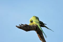 The rose-ringed parakeet birds mating (Psittacula krameri), Royalty Free Stock Photos The rose-ringed parakeet birds mating (Psittacula krameri), Royalty Free Stock Photos