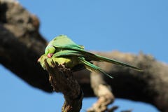 The rose-ringed parakeet birds mating (Psittacula krameri), Royalty Free Stock Image The rose-ringed parakeet birds mating (Psittacula krameri), Royalty Free Stock Image