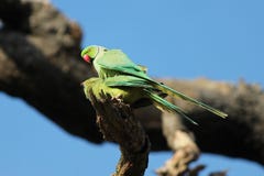 The rose-ringed parakeet birds mating (Psittacula krameri), Royalty Free Stock Image The rose-ringed parakeet birds mating (Psittacula krameri), Royalty Free Stock Image