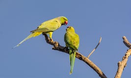 Rose Ringed Parakeet - causerie de paires photographie stock libre de droits Rose Ringed Parakeet - causerie de paires photographie stock libre de droits
