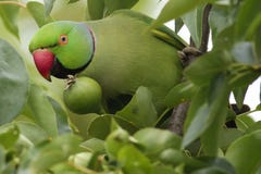 Rose-ringed parakeet in a pear tree