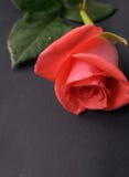 Rose roja en fondo negro foto de archivo Rose roja en fondo negro foto de archivo