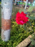 Rose roja en un jardín imágenes de archivo libres de regalías Rose roja en un jardín imágenes de archivo libres de regalías