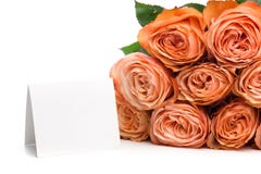 Rose roses with text place isolated on white background - Image stock images Rose roses with text place isolated on white background - Image stock images