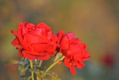 Rose rouge avec la pleine lumière du soleil photos libres de droits Rose rouge avec la pleine lumière du soleil photos libres de droits