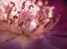 Rose Stamens Closeup Macro rosada fotografía de archivo Rose Stamens Closeup Macro rosada fotografía de archivo