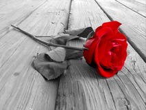 rose trä för bw rose trä för bw