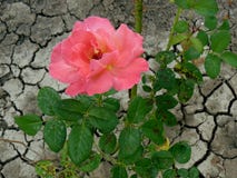 Rose und trockenes Land stockfotografie Rose und trockenes Land stockfotografie