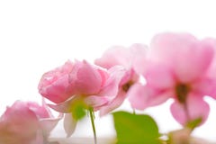 Rose vaghe rosa isolate fotografie stock libere da diritti Rose vaghe rosa isolate fotografie stock libere da diritti