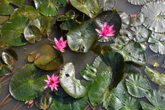 Rose waterlily ou fleur de lotus Photo stock Rose waterlily ou fleur de lotus Photo stock
