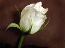 rose white