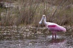 Roseate spoonbill stock photos Roseate spoonbill stock photos