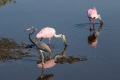 Roseate колпицы фуражируя, цапля Tricolored, Na острова Меррита стоковая фотография Roseate колпицы фуражируя, цапля Tricolored, Na острова Меррита стоковая фотография