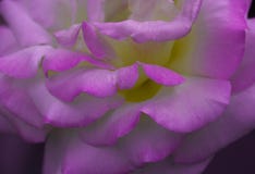 Rosen-Blumenblattbeschaffenheit stockbilder Rosen-Blumenblattbeschaffenheit stockbilder