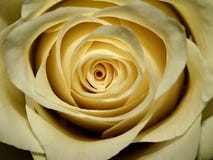 Rosen-Blumenblätter mit interessantem Licht stockfotografie Rosen-Blumenblätter mit interessantem Licht stockfotografie