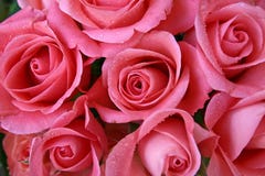 Roses Stock Photography Roses Stock Photography
