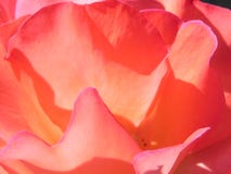 Roses in a California Garden floribunda variety stock photography Roses in a California Garden floribunda variety stock photography