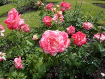 Roses roses d'une manière éblouissante belles photo libre de droits Roses roses d'une manière éblouissante belles photo libre de droits
