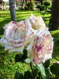 Roses de vintage images stock Roses de vintage images stock
