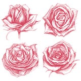 Roses Drawing Set 002 Roses Drawing Set 002