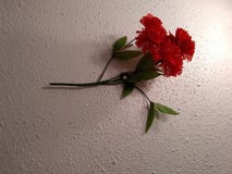 Roses stock photos Roses stock photos
