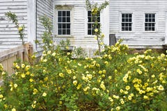 Roses jaunes fleurissant devant la Maison Blanche photos libres de droits Roses jaunes fleurissant devant la Maison Blanche photos libres de droits