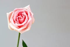Pink rose love isolated deep gratitude admiration joy background