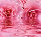 Roses roses
