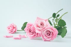 Roses roses sur un fond en pastel clair images stock Roses roses sur un fond en pastel clair images stock