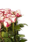 Roses, on the white royalty free stock photo Roses, on the white royalty free stock photo