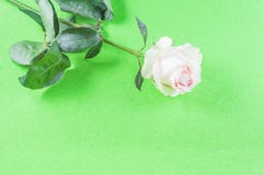Rosor och kronbladblommor på olika bakgrunder royaltyfria foton Rosor och kronbladblommor på olika bakgrunder royaltyfria foton