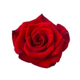 Rosso scuro è aumentato fotografia stock libera da diritti Rosso scuro è aumentato fotografia stock libera da diritti