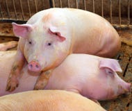 Rosy pig resting on top of another who is sleeping in the pigsty stock images Rosy pig resting on top of another who is sleeping in the pigsty stock images