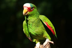 Rot--lored Amazonas-Papagei stockfotografie Rot--lored Amazonas-Papagei stockfotografie
