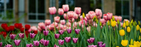 Rot, Rosa, gelbe Tulpen an einem sonnigen Fr?hlingstag, bl?hend im Park unter dem Fenster stockfotografie Rot, Rosa, gelbe Tulpen an einem sonnigen Fr?hlingstag, bl?hend im Park unter dem Fenster stockfotografie