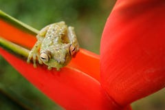 Rot-vernetzter Baum-Frosch, Hypsiboas-rufitelus, Tier mit großen Augen, im Naturlebensraum, Panama Frosch von Panama Schöner Fros stockbilder Rot-vernetzter Baum-Frosch, Hypsiboas-rufitelus, Tier mit großen Augen, im Naturlebensraum, Panama Frosch von Panama Schöner Fros stockbilder