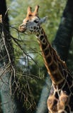 Feeding Rothschild`s Giraffe at Chester Zoo royalty free stock photography Feeding Rothschild`s Giraffe at Chester Zoo royalty free stock photography