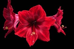 Rote Amaryllisblumen in voller Blüte auf schwarzem Hintergrund stockbilder Rote Amaryllisblumen in voller Blüte auf schwarzem Hintergrund stockbilder