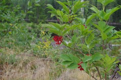 Rote Beeren auf einer Anlage lizenzfreie stockbilder Rote Beeren auf einer Anlage lizenzfreie stockbilder