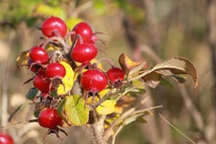 Rote Beeren oder Hagebutten auf Hund-stiegen Rosa canina Lizenzfreie Stockfotos Rote Beeren oder Hagebutten auf Hund-stiegen Rosa canina Lizenzfreie Stockfotos