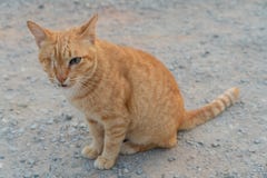 Rote einäugige Katze auf der Straße stockfotografie Rote einäugige Katze auf der Straße stockfotografie
