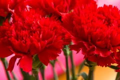 Rote Gartennelken schließen oben Stockfoto Rote Gartennelken schließen oben Stockfoto